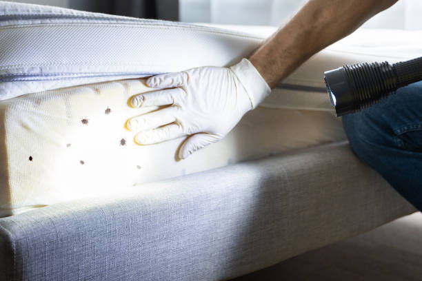 Best Mosquito Control Services  in Taos, MO