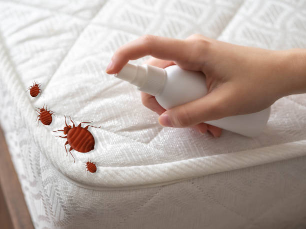 Best Pest Control Treatment  in Taos, MO