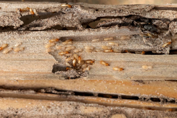 Best Emergency Pest Control  in Taos, MO