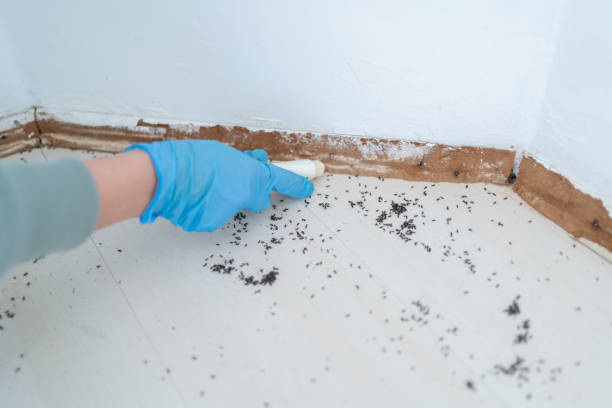 Best Pest Inspection Near Me  in Taos, MO